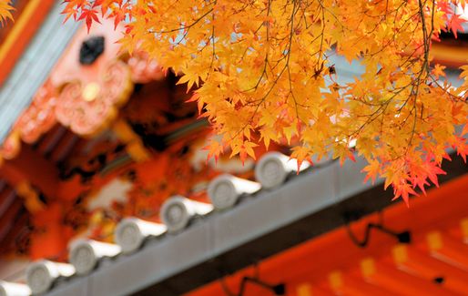 約8万坪の境内を彩る色とりどりの紅葉